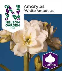 Amaryllis Jumbo  `White Amadeus`